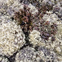 Végétation de taïga givrée