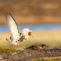 Combattant varié en plumage nuptial