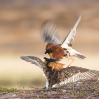 Combattant varié en plumage nuptial: prise de bec
