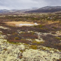 paysage de taïga