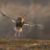 Combattant varié en plumage nuptial: danse de séduction