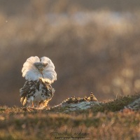 Combattant varié en plumage nuptial: faire le beau