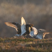 Combattant varié en plumage nuptial