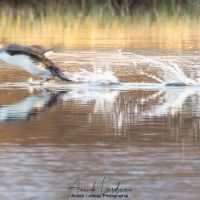 Plongeon catmarin: l'envol