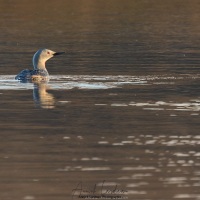 Plongeon catmarin