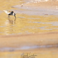 Bécasseau variable