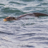 Loutre d'Europe