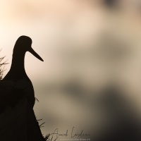 Huitrier pie: portrait