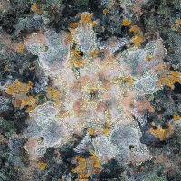 Galets et lichens