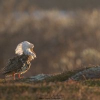 Combattant varié en plumage nuptial