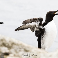 Guillemot de Troïl