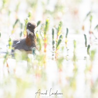 Phalarope à bec étroit