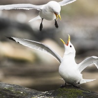 Mouette tridactyle