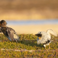 Combattant varié en plumage nuptial