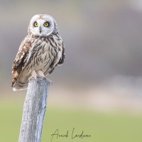 Hibou des marais: quel regard!