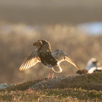 Combattant varié en plumage nuptial