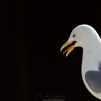 Mouette tridactyle