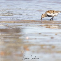 Bécasseau variable