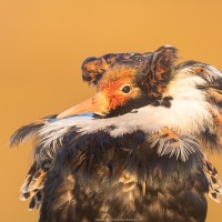 Combattant varié en plumage nuptial: portrait