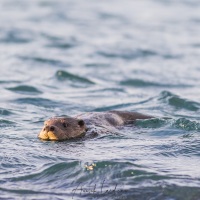 Loutre d'Europe