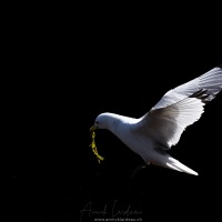 Mouette tridactyle: transport de matériau pour le nid