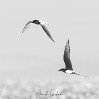 Sterne arctique