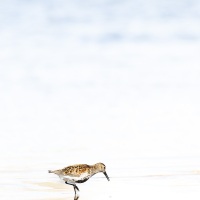 Bécasseau variable