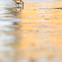 Bécasseau variable