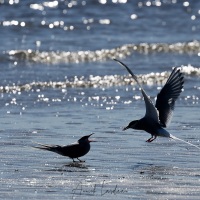 Sterne arctique: offande