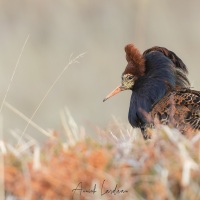 Combattant varié en plumage nuptial