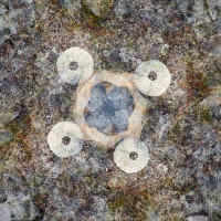 Coque d'oursin dans les galets