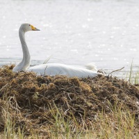 Cygne chanteur: couvaison