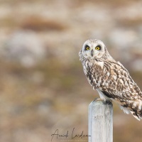 Hibou des marais: quel rregard!