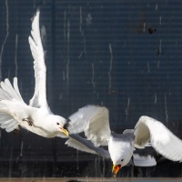 Mouette tridactyle