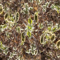 Fleurs de saules