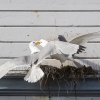 Mouette tridactyle: lutte pour un emplacement de nid