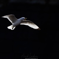 Mouette tridactyle s'exprimant bruyament