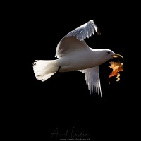 Mouette tridactyle: transport de matériau pour le nid