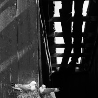 Mouette tridactyle