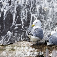 Mouette tridactyle: couple