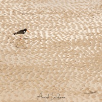 Huitrier pie sur la plage