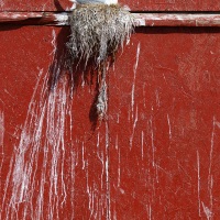Mouette tridactyle