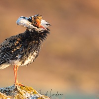Combattant varié en plumage nuptial
