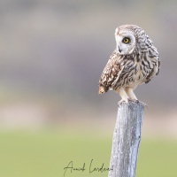 Hibou des marais
