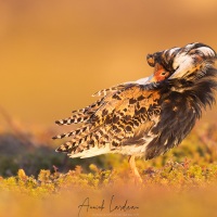 Combattant varié en plumage nuptial