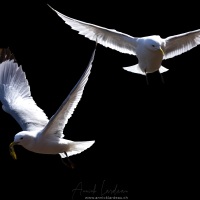 Mouette tridactyle