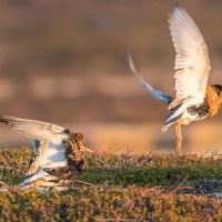 Combattant varié en plumage nuptial