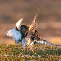 Combattant varié en plumage nuptial