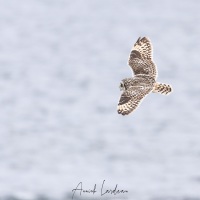 Hibou des marais