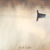 Phalarope à bec étroit